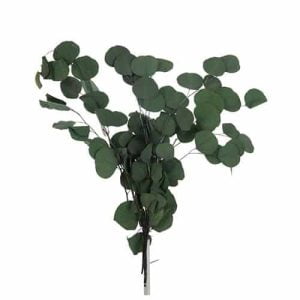 J-line eucalyptus bundel plat gedroogd siertak