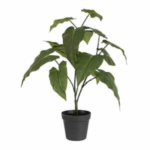 J-line Anthurium in pot | 12